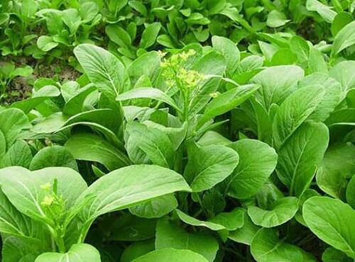 蔬菜品種：菜心