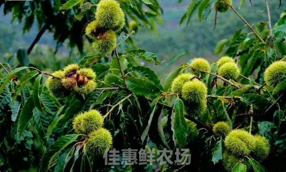 深圳蔬菜配送中心為您講解板栗獨(dú)特的功效與營(yíng)養(yǎng)價(jià)值