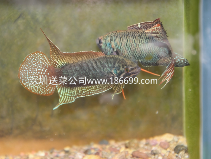 東莞生鮮食材配送中心暢談：生存能力最強(qiáng)的淡水魚