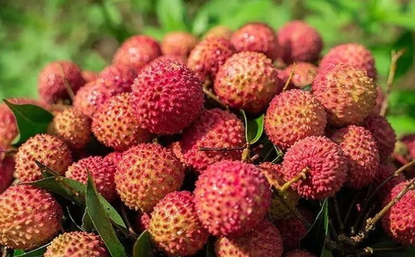 荔枝：不止是美味，更是營養(yǎng)小寶庫